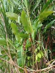 Heliconia bihai