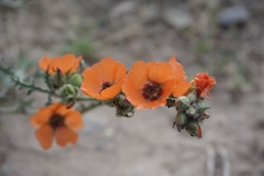 Sphaeralcea laciniata