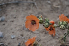 Sphaeralcea laciniata