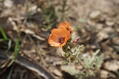 Sphaeralcea laciniata