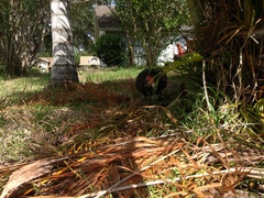Cairina moschata domestica