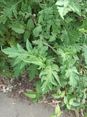Ambrosia arborescens