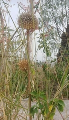Leonotis nepetifolia
