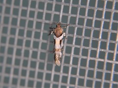 Aristotelia devexella