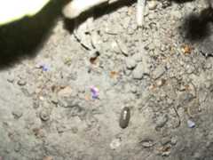 Porcellio laevis