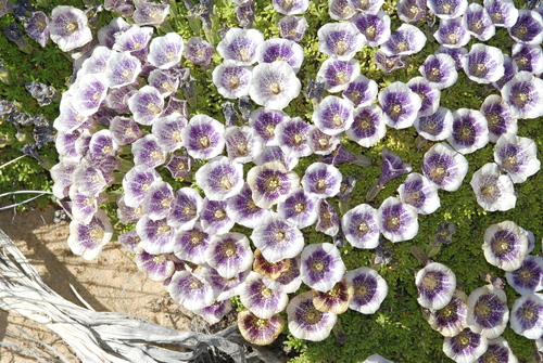 Patagonian petunia (Fabiana australis)