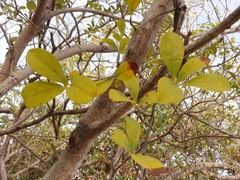 Psittacanthus biternatus