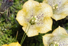 Fabiana australis, photograph aacocucci, CC BY, iNaturalist via GBIF