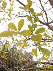 Psittacanthus biternatus