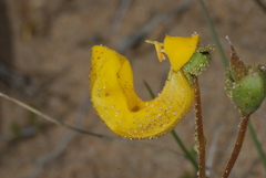 Calceolaria polyrhiza