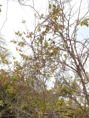 Psittacanthus biternatus