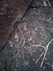 Acrobasis nuxvorella