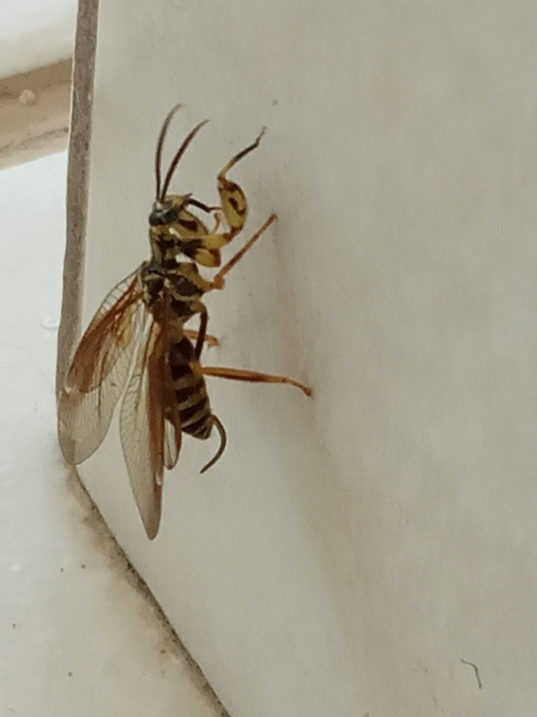 Anchieta fumosella