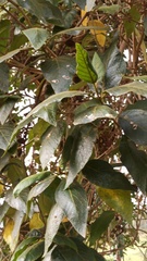 Aegiphila ferruginea