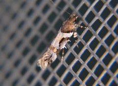 Aristotelia devexella