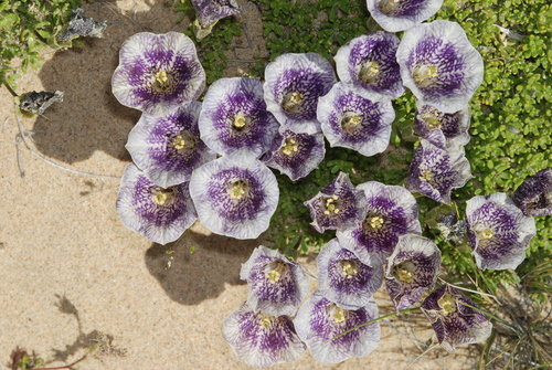 Image of Fabiana australis by (c) aacocucci, some rights reserved (CC BY)