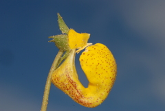 Calceolaria polyrhiza
