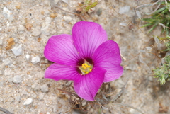 Oxalis laciniata