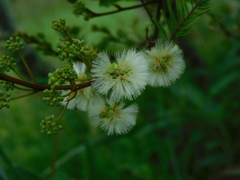 Acaciella