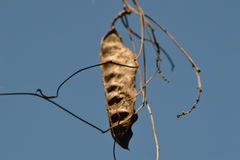 Canavalia bonariensis