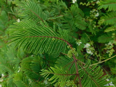 Acaciella