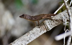 Anolis allogus