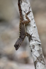 Anolis allogus