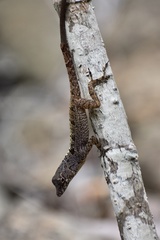 Anolis allogus