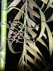 Chamaedorea linearis