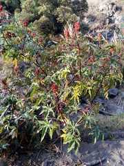 Ricinus communis