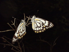 Belenois java teutonia