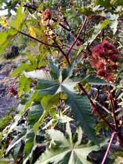 Ricinus communis