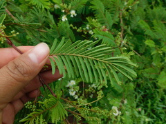Acaciella