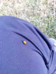 Hippodamia convergens