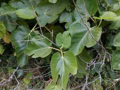 Ficus carica