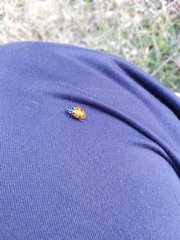 Hippodamia convergens