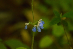 Salvia procurrens