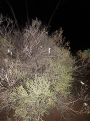 Belenois java teutonia