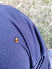 Hippodamia convergens