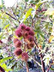 Ricinus communis
