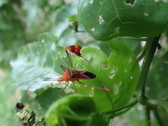 Anisoscelis hymenipherus