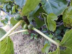 Ficus carica