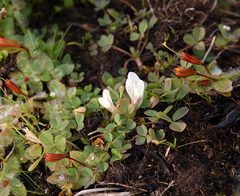 Trifolium monanthum monanthum