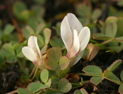 Trifolium monanthum monanthum