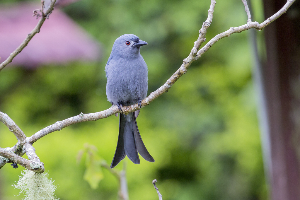 Ashy Drongo