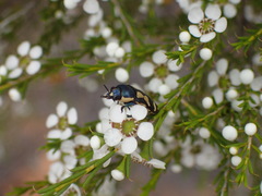 Castiarina adelaidae