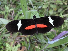 Heliconius clysonymus