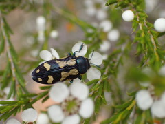Castiarina adelaidae