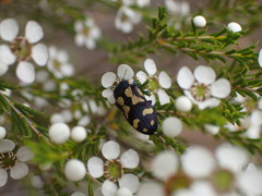 Castiarina adelaidae