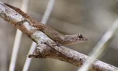 Anolis allogus